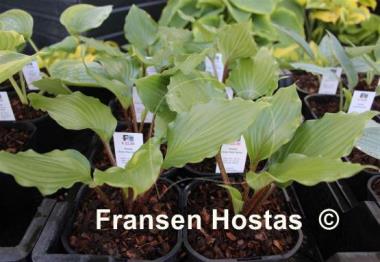 Hosta Holar Red Spear