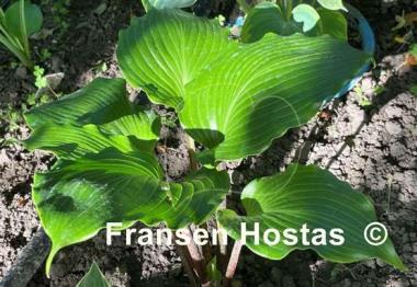 Hosta Holar Red Spear