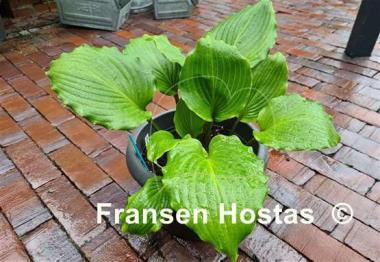 Hosta Holar Red Spear