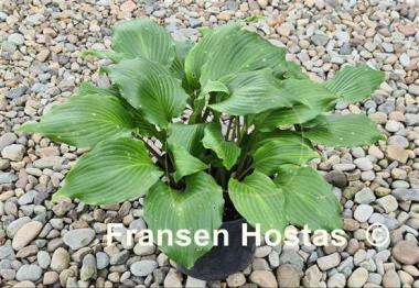 Hosta Holar Red Spear