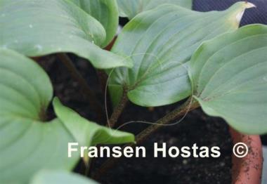 Hosta Holar Red Wine