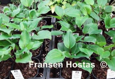 Hosta Holar Red Wine