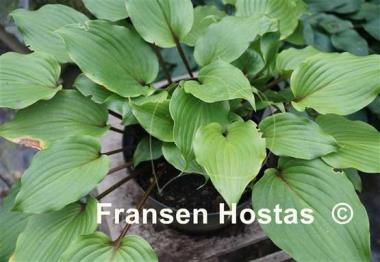 Hosta Holar Red Wine