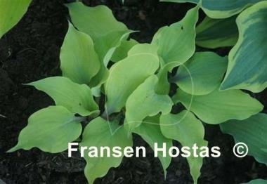 Hosta Holar Rising Flame