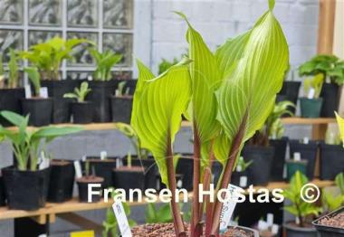 Hosta Holar Sunset Cobra