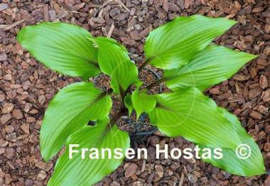 Hosta Holar Sunset Cobra