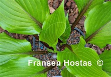 Hosta Holar Sunset Cobra