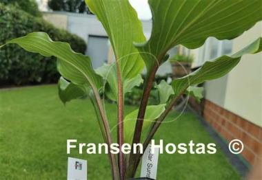 Hosta Holar Sunset Cobra