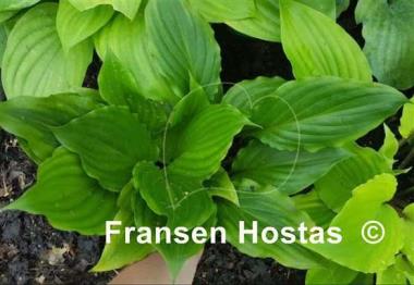 Hosta Holar Sunset Cobra