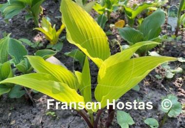 Hosta Holar Sunset Cobra