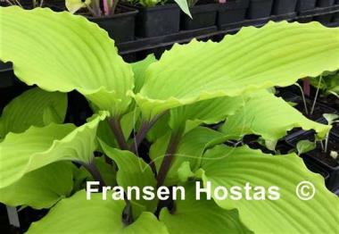 Hosta Holar Sunset Python