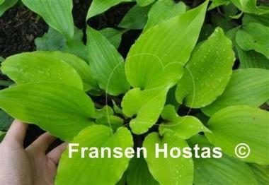 Hosta Holar Sunset Python