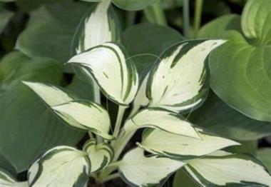 Hosta Holiday White