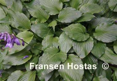 Hosta Holly's Dazzler