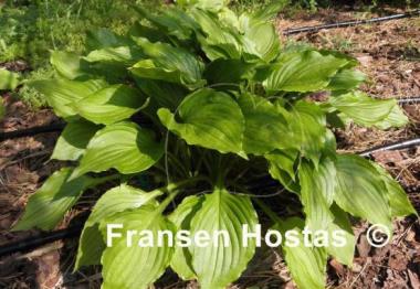 Hosta Holly's Dazzler