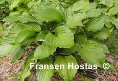 Hosta Holly's Dazzler