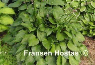 Hosta Holly's Dazzler