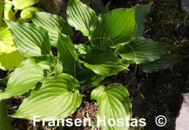 Hosta Holly's Dazzler