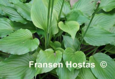 Hosta Holly's Dazzler