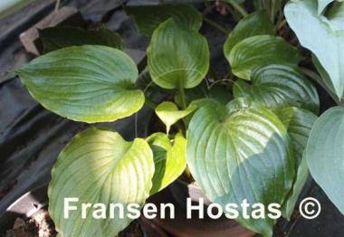 Hosta Holly's Dazzler