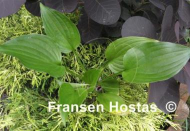 Hosta Holly's Honey