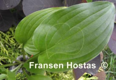 Hosta Holly's Honey