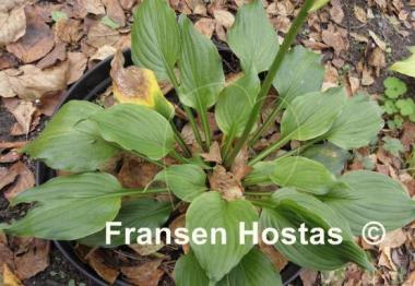Hosta Holly's Honey