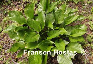 Hosta Holly's Honey