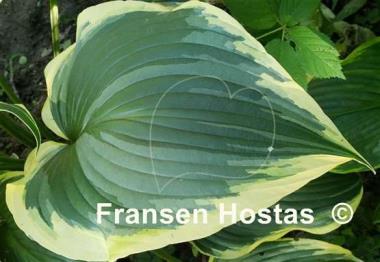 Hosta Hollywood Doppelganger