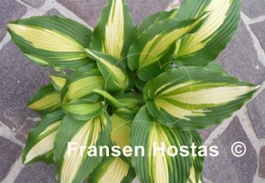 Hosta Hollywood Lights