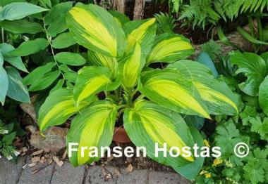 Hosta Hollywood Lights