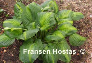 Hosta Holy Mole