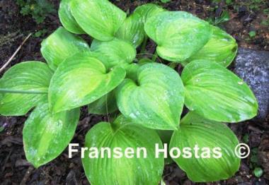 Hosta Holy Mole