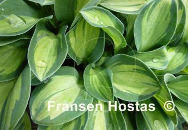 Hosta Holy Mouse Ears