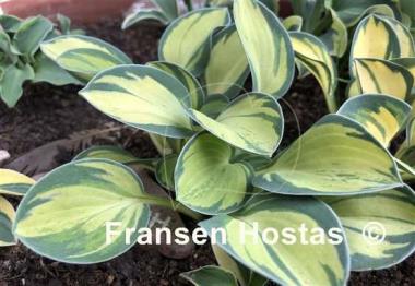 Hosta Holy Mouse Ears