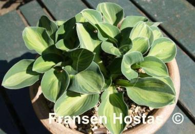 Hosta Holy Mouse Ears