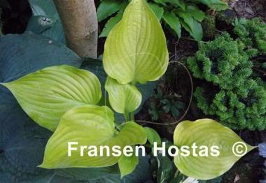 Hosta Homecoming Queen