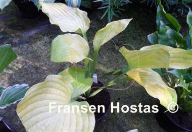 Hosta Homecoming Queen