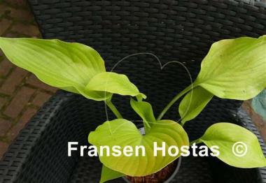 Hosta Homecoming Queen