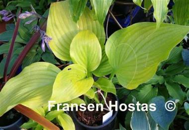 Hosta Homecoming Queen