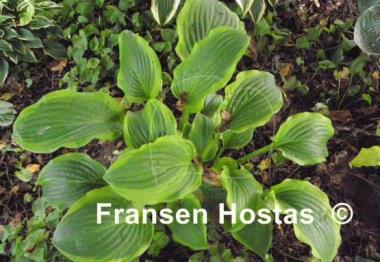 Hosta Honey Bear