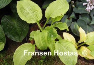 Hosta Honey Bear
