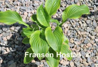 Hosta Honey Bear