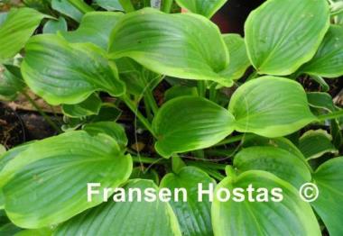 Hosta Honey Bear