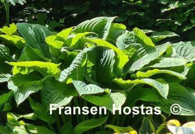 Hosta Honey Pie