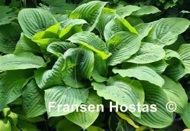 Hosta Honey Pie