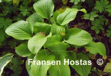 Hosta Honey Pie