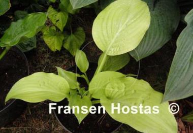 Hosta Honey Pie