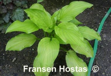 Hosta Honeybells