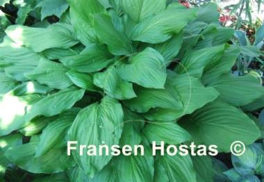 Hosta Honeybells